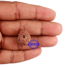 Load image into Gallery viewer, 13 Mukhi Indonesian Rudraksha - Bead No. 179