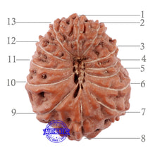 Load image into Gallery viewer, 13 Mukhi Indonesian Rudraksha - Bead No. 179