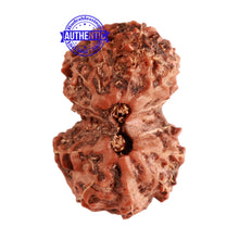 Load image into Gallery viewer, 13 Mukhi Indonesian Gaurishankar Rudraksha - Bead No. 201