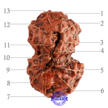 Load image into Gallery viewer, 13 Mukhi Indonesian Gaurishankar Rudraksha - Bead No. 201