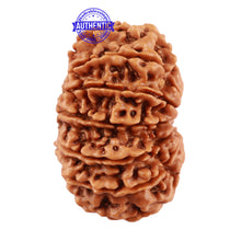 Load image into Gallery viewer, 13 Mukhi Nepalese Rudraksha - Bead No. 135