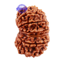 Load image into Gallery viewer, 13 Mukhi Nepalese Rudraksha - Bead No. 136