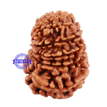Load image into Gallery viewer, 13 Mukhi Nepalese Rudraksha - Bead No. 137