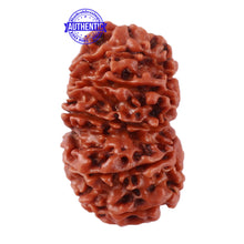 Load image into Gallery viewer, 13 Mukhi Nepalese Rudraksha - Bead No. 138