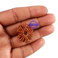 Load image into Gallery viewer, 13 Mukhi Nepalese Rudraksha - Bead No. 139