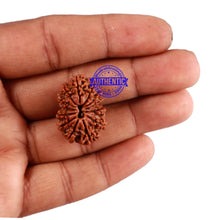 Load image into Gallery viewer, 13 Mukhi Nepalese Rudraksha - Bead No. 142