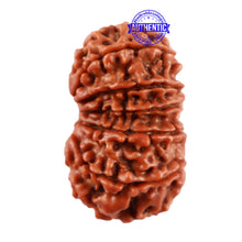 Load image into Gallery viewer, 13 Mukhi Nepalese Rudraksha - Bead No. 142