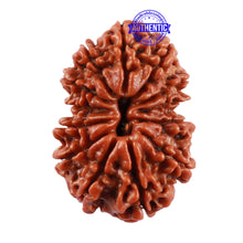 Load image into Gallery viewer, 13 Mukhi Nepalese Rudraksha - Bead No. 142
