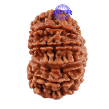 Load image into Gallery viewer, 13 Mukhi Nepalese Rudraksha - Bead No. 143
