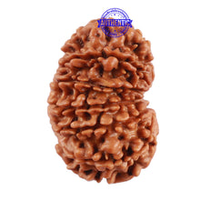 Load image into Gallery viewer, 13 Mukhi Nepalese Rudraksha - Bead No. 143