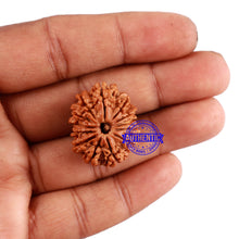 Load image into Gallery viewer, 13 Mukhi Nepalese Rudraksha - Bead No. 152
