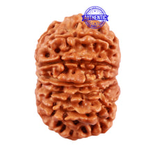 Load image into Gallery viewer, 13 Mukhi Nepalese Rudraksha - Bead No. 152