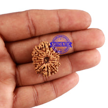 Load image into Gallery viewer, 13 Mukhi Nepalese Rudraksha - Bead No. 184