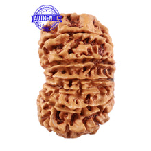Load image into Gallery viewer, 13 Mukhi Nepalese Rudraksha - Bead No. 184