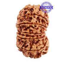 Load image into Gallery viewer, 13 Mukhi Nepalese Rudraksha - Bead No. 184