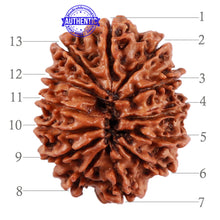 Load image into Gallery viewer, 13 Mukhi Nepalese Rudraksha - Bead No. 134