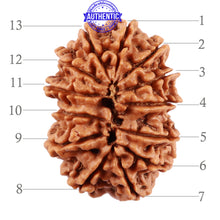 Load image into Gallery viewer, 13 Mukhi Nepalese Rudraksha - Bead No. 135