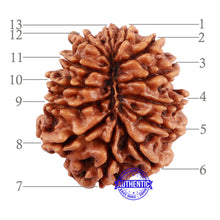 Load image into Gallery viewer, 13 Mukhi Nepalese Rudraksha - Bead No. 137