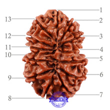 Load image into Gallery viewer, 13 Mukhi Nepalese Rudraksha - Bead No. 142