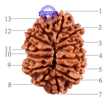 Load image into Gallery viewer, 13 Mukhi Nepalese Rudraksha - Bead No. 143