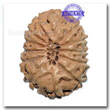 Load image into Gallery viewer, 13 Mukhi Indonesian Rudraksha - Bead No. 126