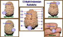 Load image into Gallery viewer, 13 Mukhi Indonesian Rudraksha - Bead No. 137