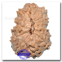 Load image into Gallery viewer, 13 Mukhi Indonesian Rudraksha - Bead No. 137