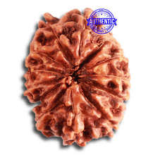 Load image into Gallery viewer, 13 Mukhi Indonesian Rudraksha - Bead No. 238