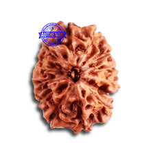 Load image into Gallery viewer, 13 Mukhi Indonesian Rudraksha - Bead No. 238