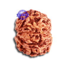Load image into Gallery viewer, 13 Mukhi Indonesian Rudraksha - Bead No. 238