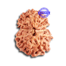 Load image into Gallery viewer, 13 Mukhi Indonesian Rudraksha - Bead No. 239
