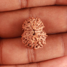 Load image into Gallery viewer, 13 Mukhi Indonesian Rudraksha - Bead No. 239