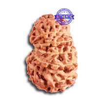 Load image into Gallery viewer, 13 Mukhi Indonesian Rudraksha - Bead No. 239