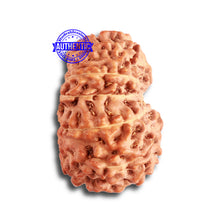 Load image into Gallery viewer, 13 Mukhi Indonesian Rudraksha - Bead No. 239