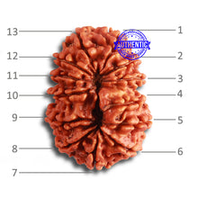 Load image into Gallery viewer, 13 Mukhi Nepalese Rudraksha - Bead No. 309