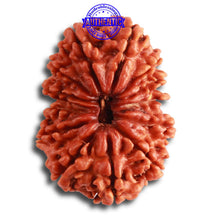Load image into Gallery viewer, 13 Mukhi Nepalese Rudraksha - Bead No. 309