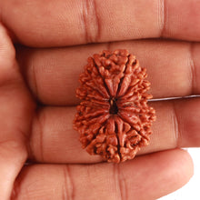 Load image into Gallery viewer, 13 Mukhi Nepalese Rudraksha - Bead No. 309