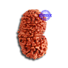 Load image into Gallery viewer, 13 Mukhi Nepalese Rudraksha - Bead No. 309