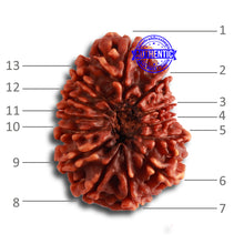 Load image into Gallery viewer, 13 Mukhi Nepalese Rudraksha - Bead No. 312