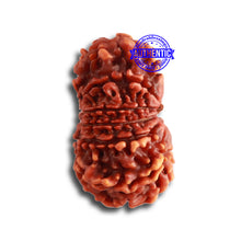 Load image into Gallery viewer, 13 Mukhi Nepalese Rudraksha - Bead No. 312