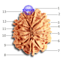 Load image into Gallery viewer, 13 Mukhi Nepalese Rudraksha - Bead No. 313
