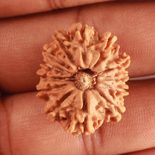 Load image into Gallery viewer, 13 Mukhi Nepalese Rudraksha - Bead No. 313