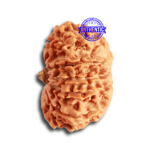 Load image into Gallery viewer, 13 Mukhi Nepalese Rudraksha - Bead No. 313