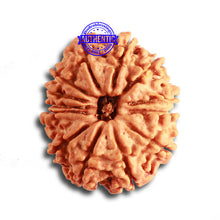 Load image into Gallery viewer, 13 Mukhi Nepalese Rudraksha - Bead No. 314