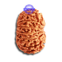 Load image into Gallery viewer, 13 Mukhi Nepalese Rudraksha - Bead No. 316