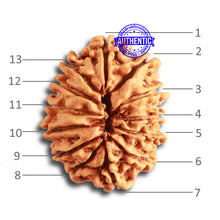 Load image into Gallery viewer, 13 Mukhi Nepalese Rudraksha - Bead No. 317