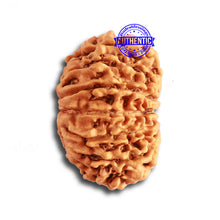 Load image into Gallery viewer, 13 Mukhi Nepalese Rudraksha - Bead No. 317