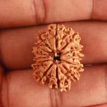 Load image into Gallery viewer, 13 Mukhi Nepalese Rudraksha - Bead No. 318
