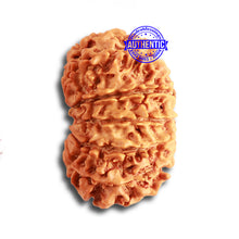 Load image into Gallery viewer, 13 Mukhi Nepalese Rudraksha - Bead No. 318