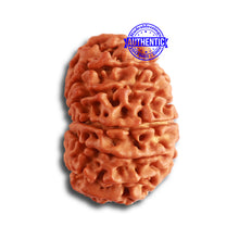 Load image into Gallery viewer, 13 Mukhi Nepalese Rudraksha - Bead No. 319